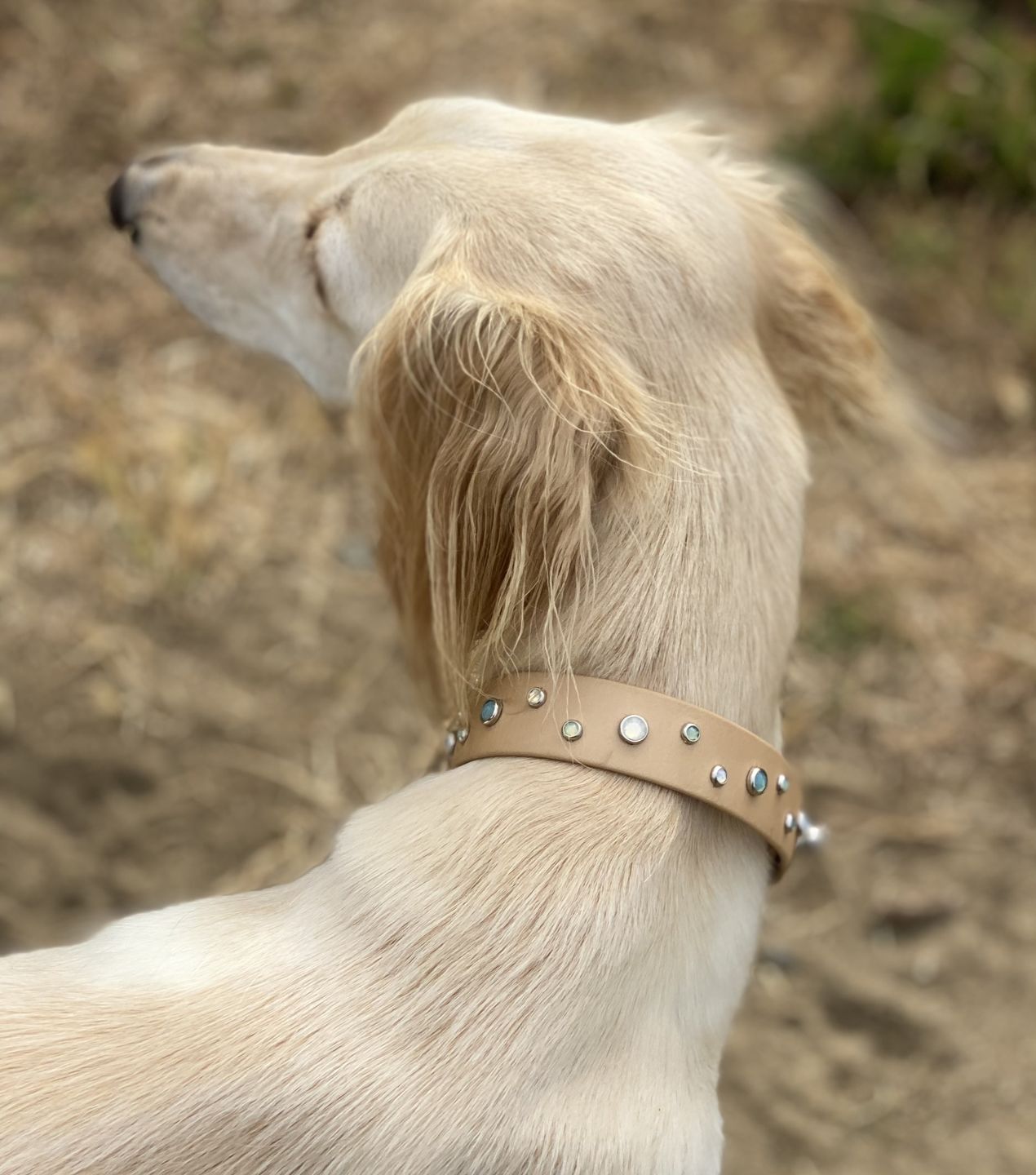 Customer photo review of The 'Bijou' Collar