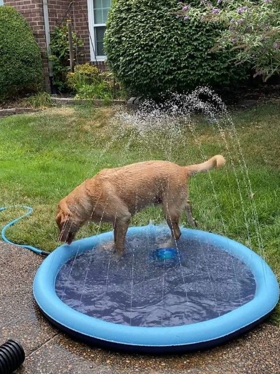 Customer photo review of Sprinkler Wasserspielmatte für Hunde