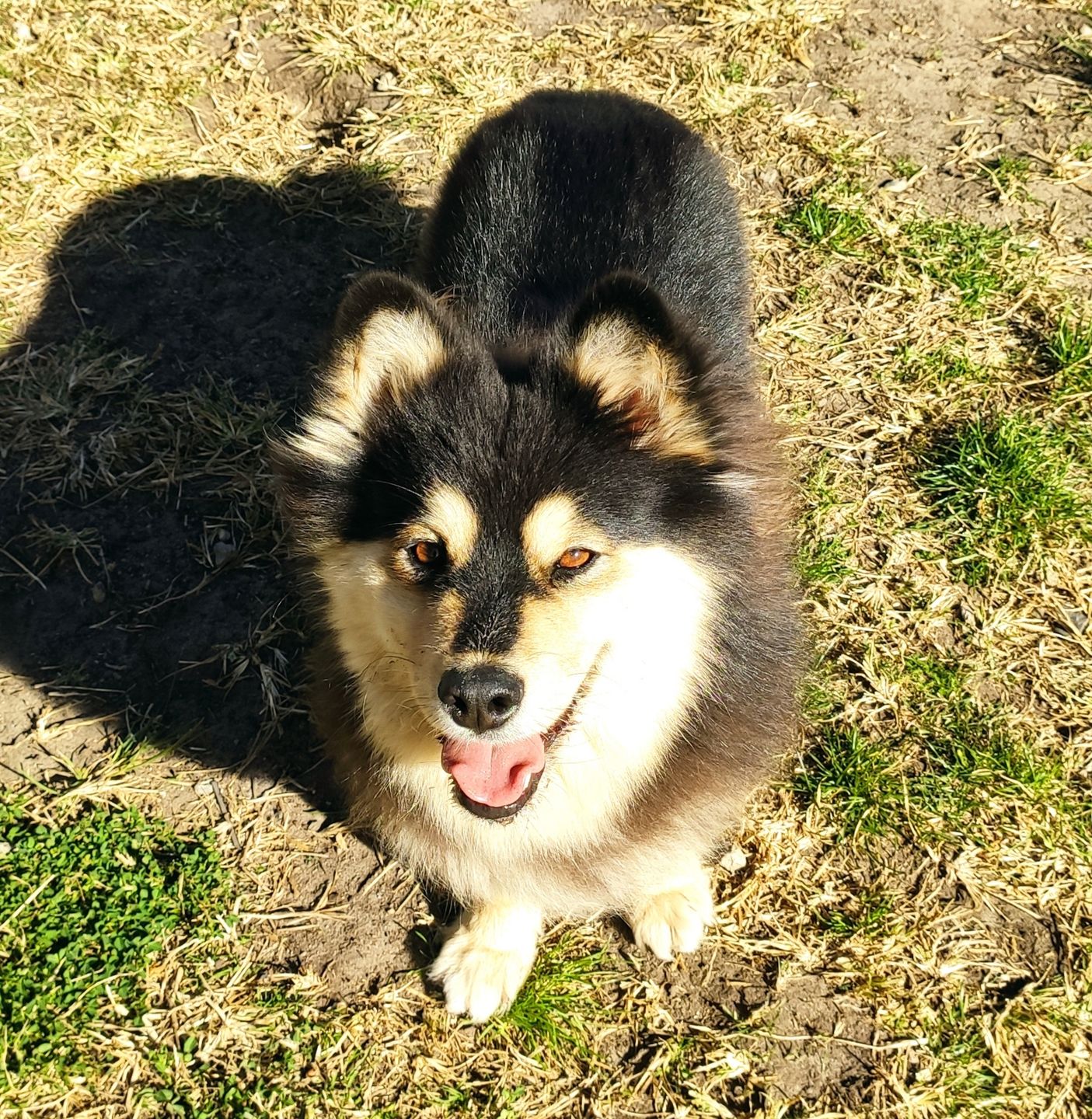 Customer photo review of Collagen Boost - Natural Health Supplement for Dogs & Cats