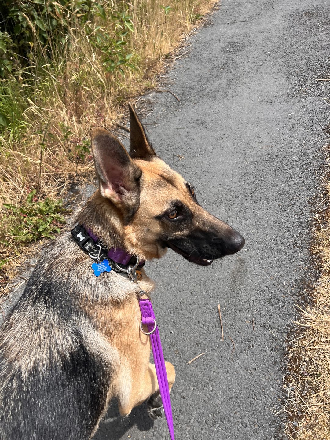 Customer photo review of Double Ended Training Lead | All Breeds - Durable & Soft 2m Lead - Purple