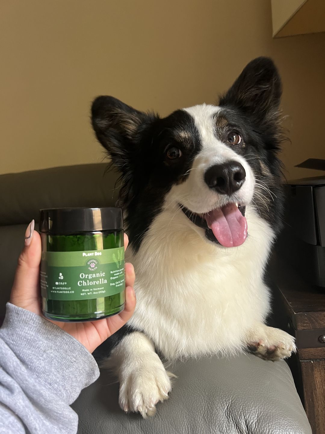 Customer photo review of Chlorella Powder Supplement- Natural Immunity Boost and Anti-Inflammatory