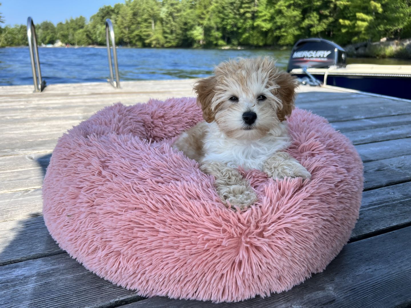Customer photo review of Spare Calming Dog Bed Cover