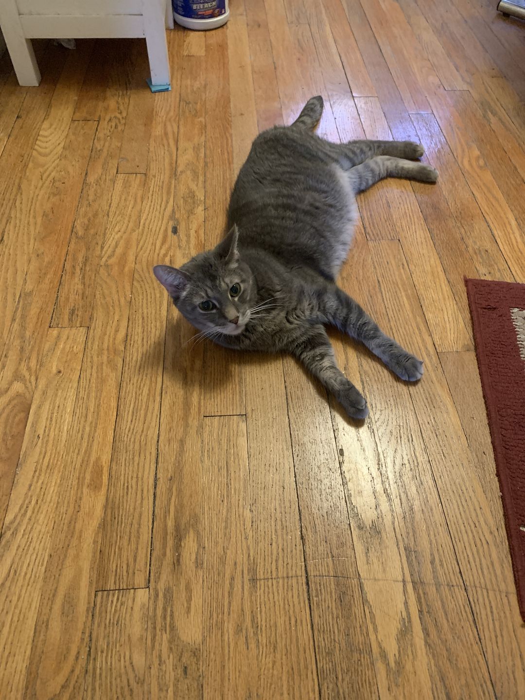 Customer photo review of Natural Cat UTI Remedy - Feline Kidney Stones, Bladder & Kidney Infection Treatment