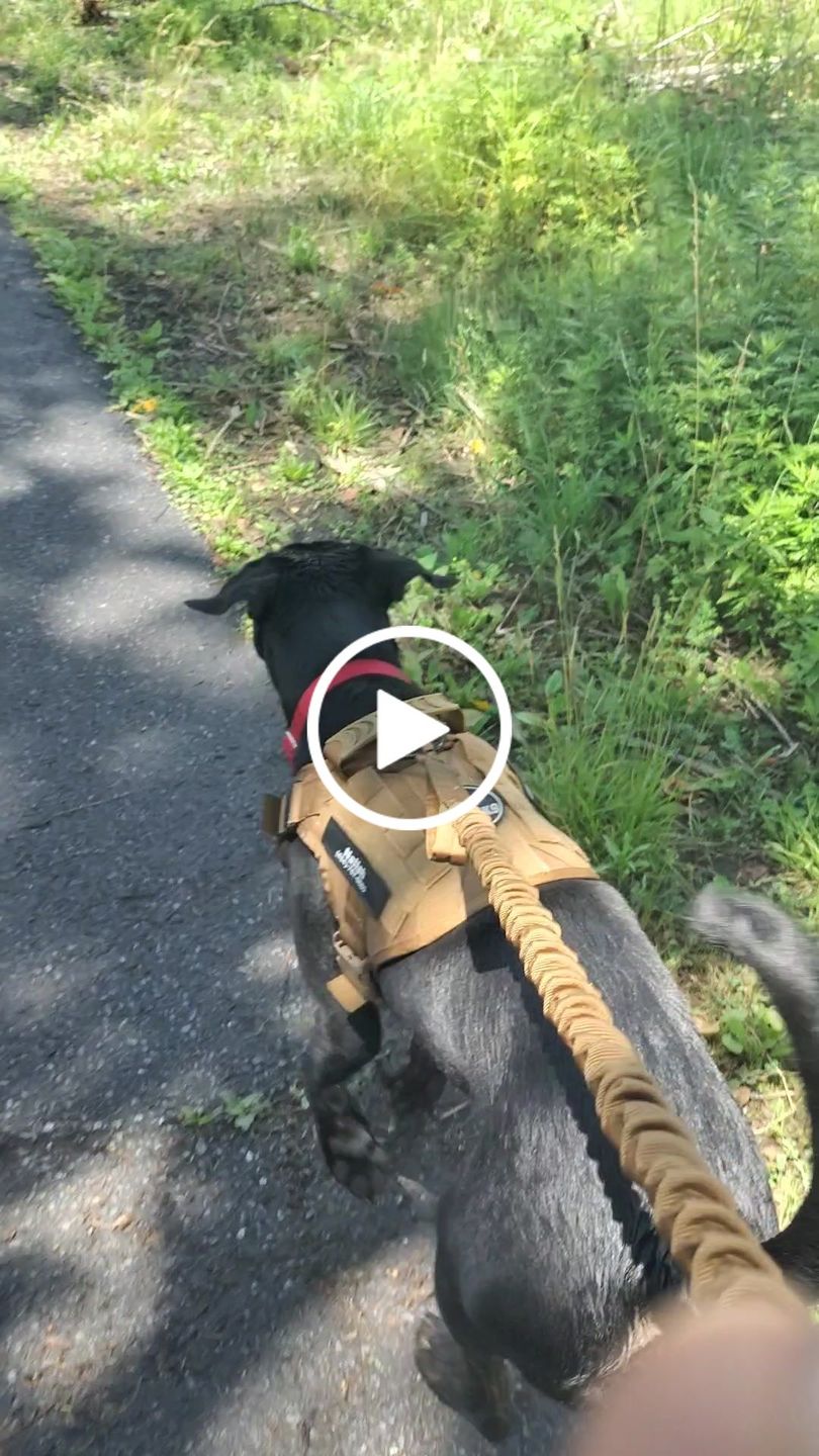 Customer video review of Heavy-Duty Double-Handle Tactical Bungee K9 Dog Leash
