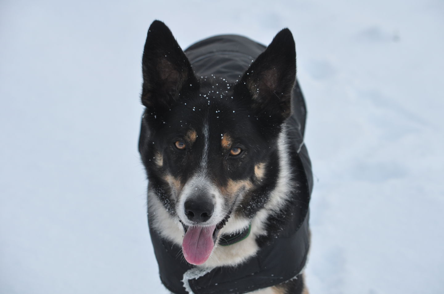 Customer photo review of Total Calm Powder For Dogs
