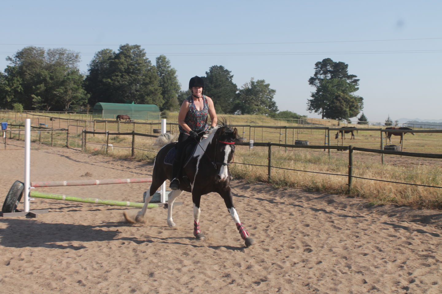 Customer photo review of Flexcare Equine (Joint Supplement For Horses)