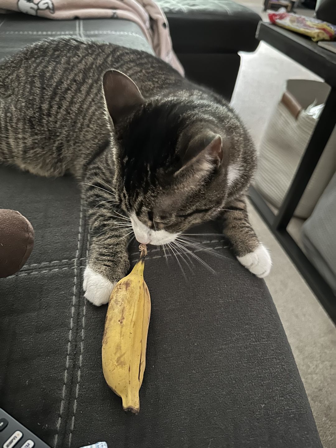 Customer photo review of Banana Variety Box