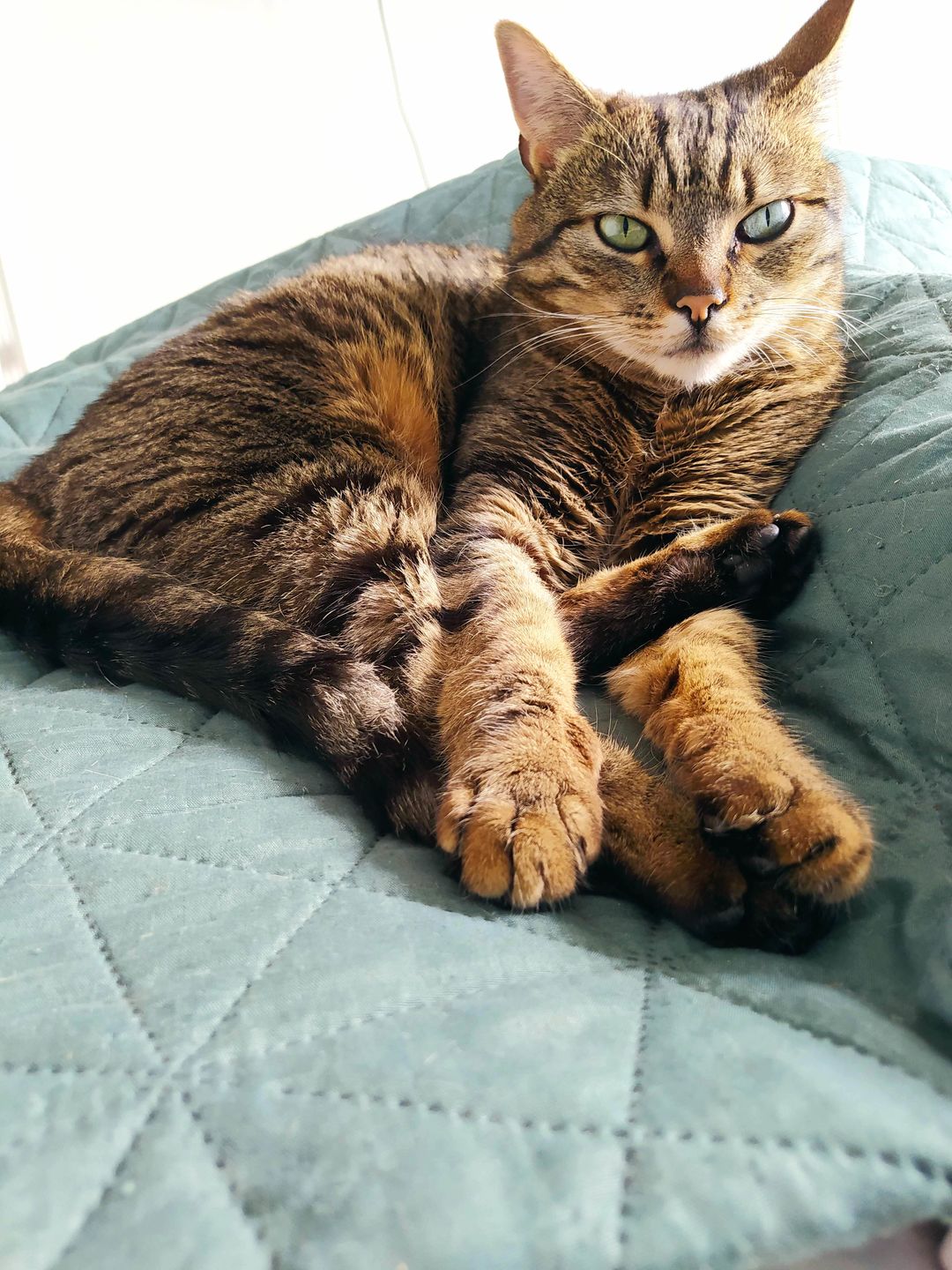 Customer photo review of Croquettes de volaille riches en ingrédients frais (chat adulte)