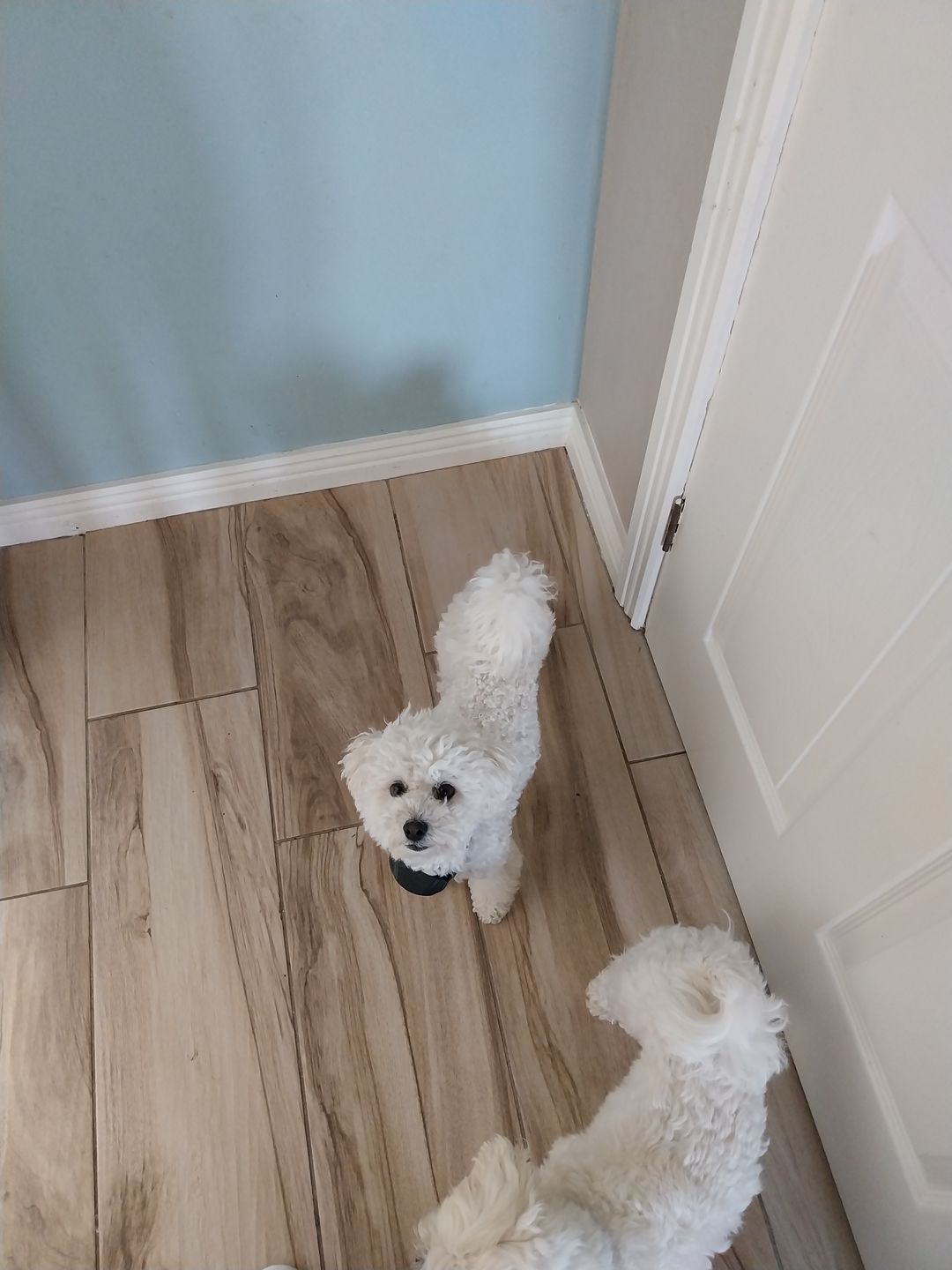Customer photo review of Anti Bark Training Collar