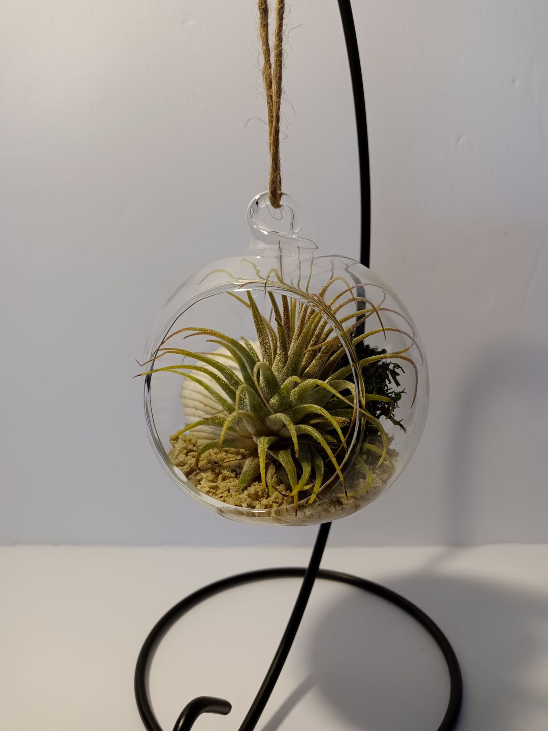 Customer photo review of Wholesale Ionantha Guatemala Medium  (Minimum Order 10)