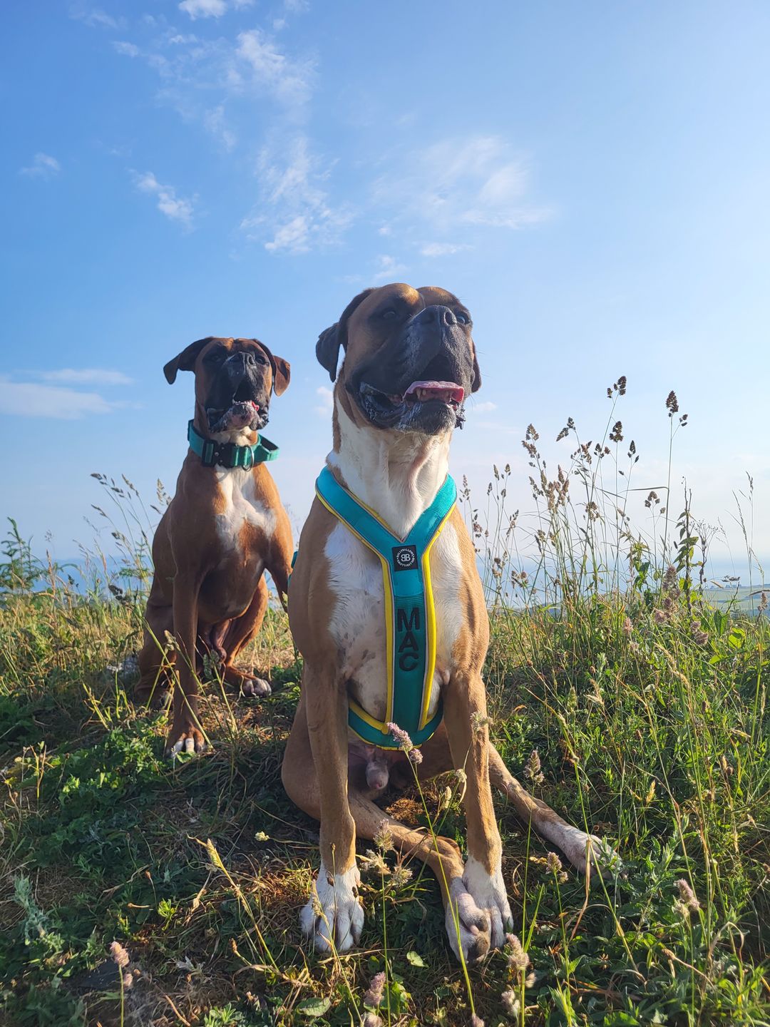 Customer photo review of Slip on Padded Comfort Harness | Non Restrictive & Reflective - Turquoise & Yellow