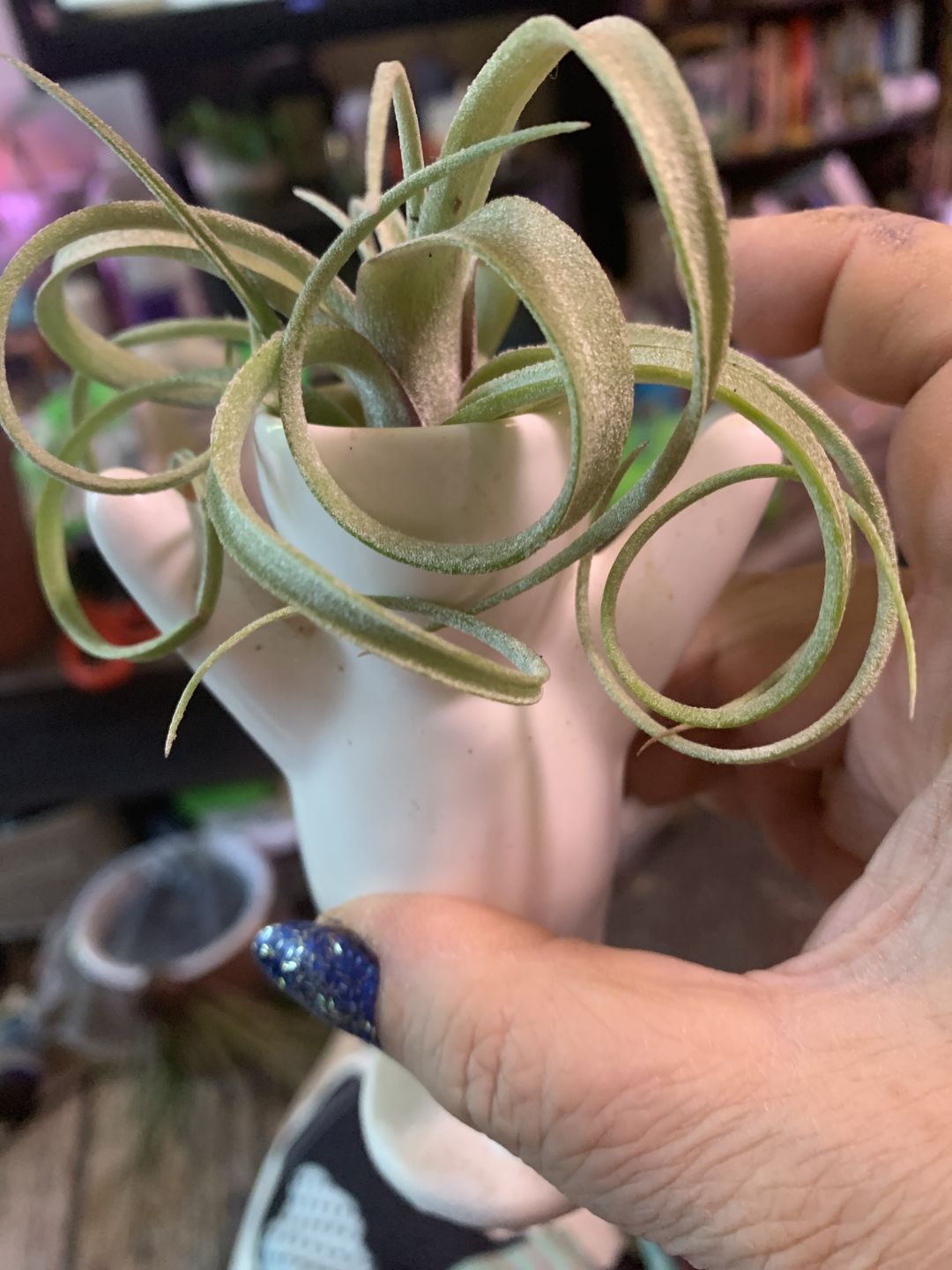 Customer photo review of Sidewinder  (baileyi x streptophylla)