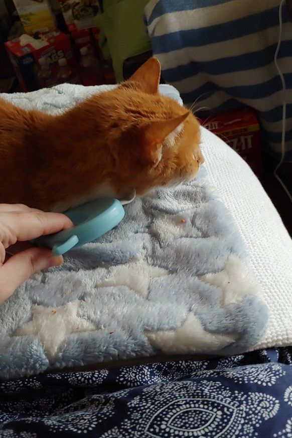 Customer photo review of Cat Hair Removal Massaging Shell Comb