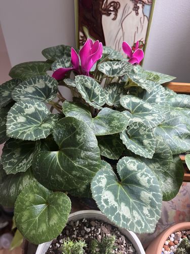 Indoor plant collection of 175+ plants