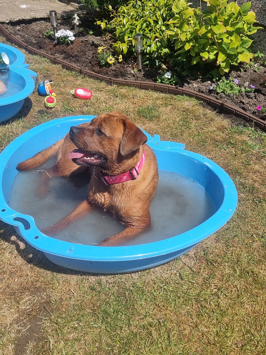 Customer photo review of 5cm Combat® Collar | With Handle & Rated Clip - Bubblegum v2.0