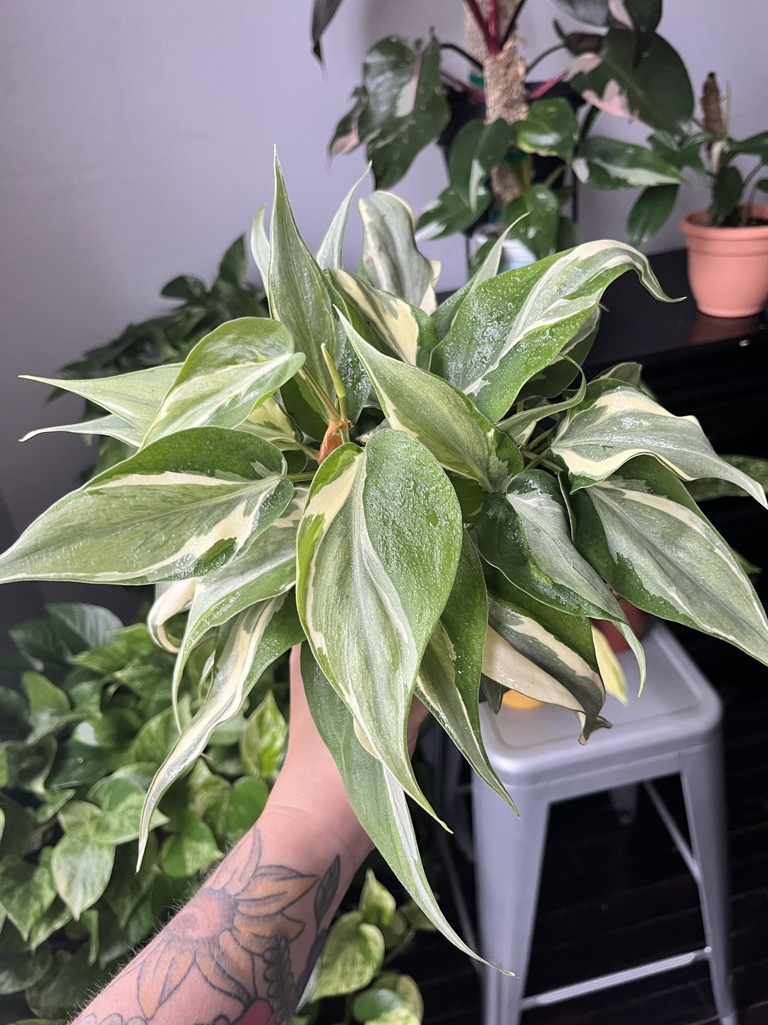 Customer photo review of Philodendron hederaceum 'Rio' - 4"