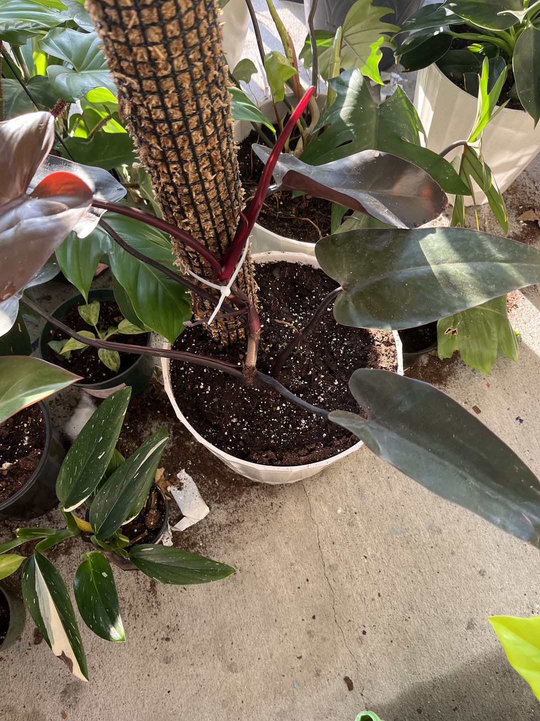 Customer photo review of Philodendron 'Bloody Mary'