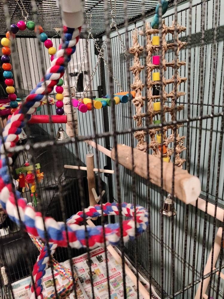 Customer photo review of 4" Sola Softie Sticks w/Bark