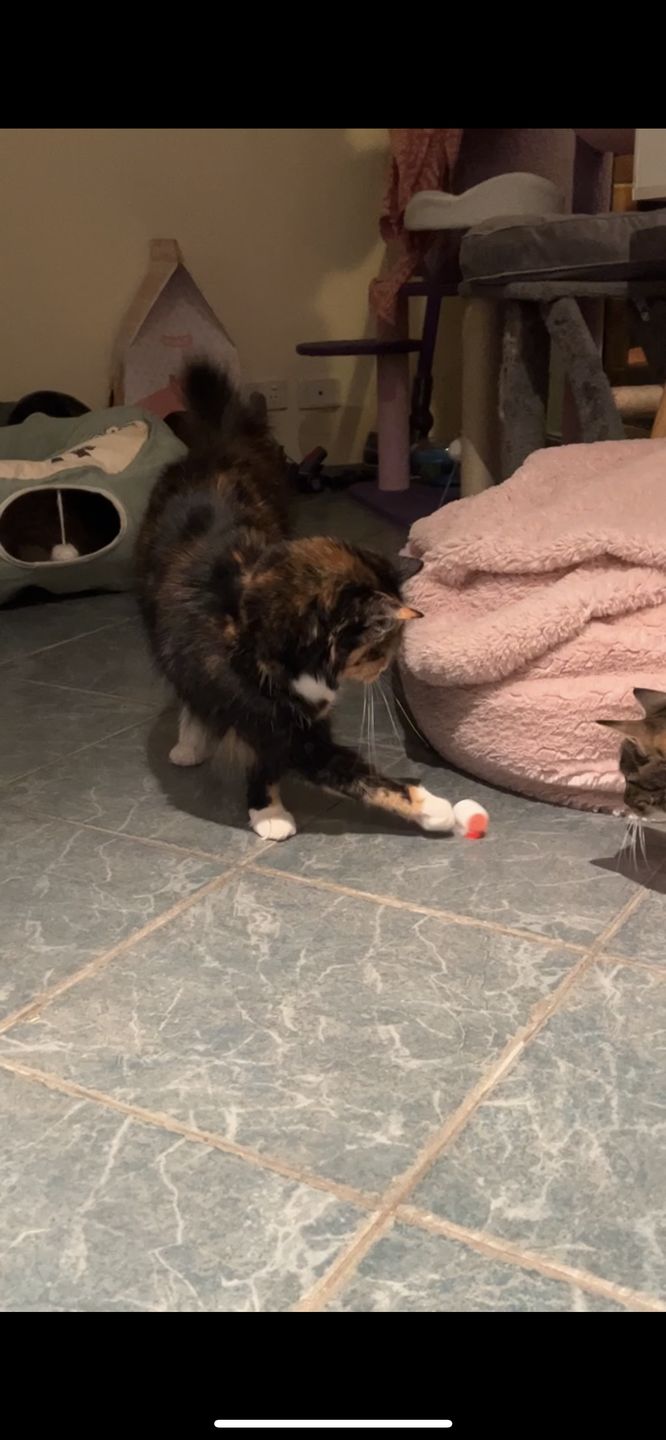 Customer photo review of Mayitwill MeowMate Automatic Little Monster Cat Toy