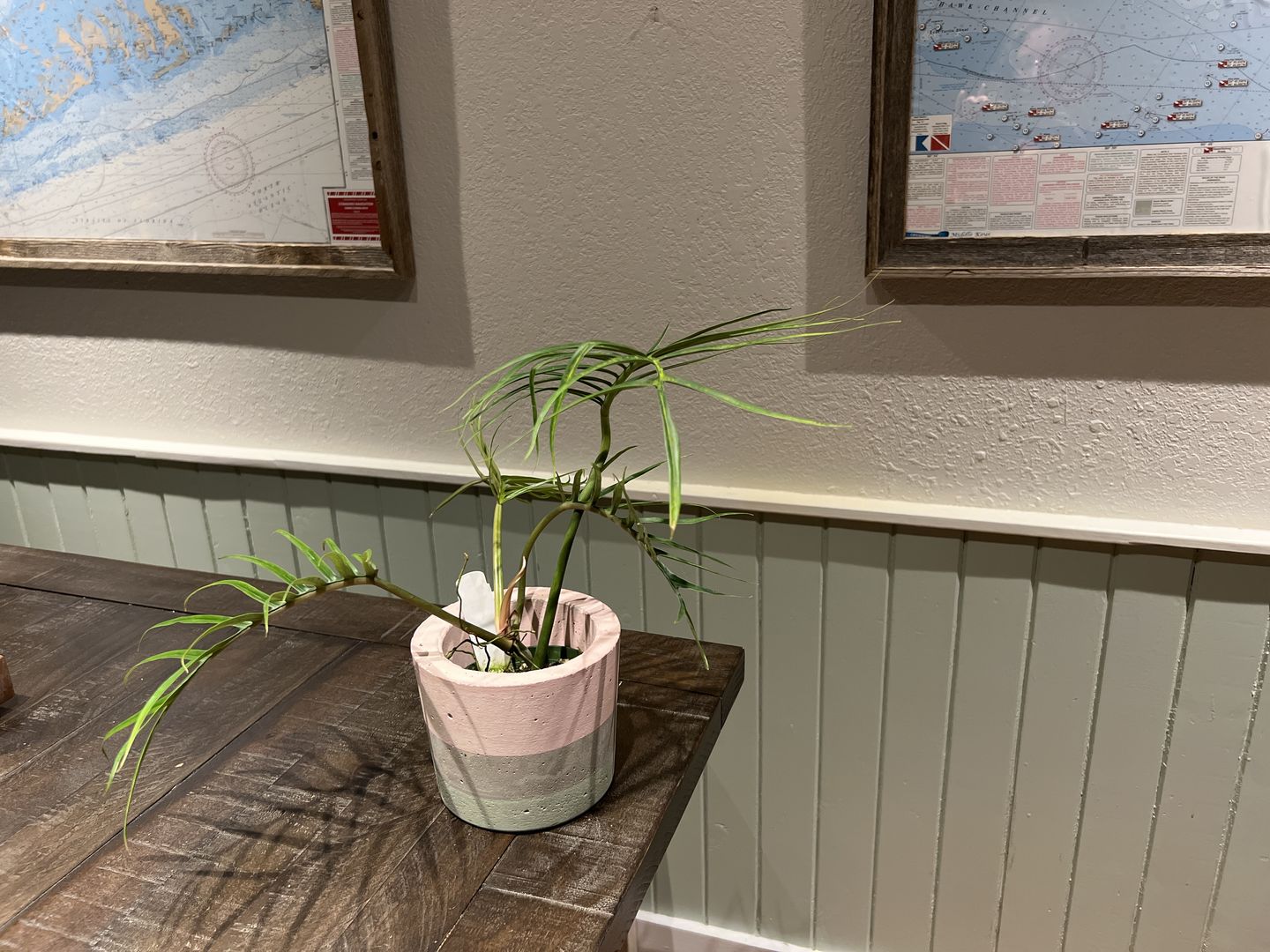 Customer photo review of Philodendron tortum