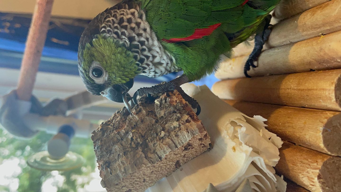 Customer photo review of Sola Roller by Cheep Thrills Bird Toys