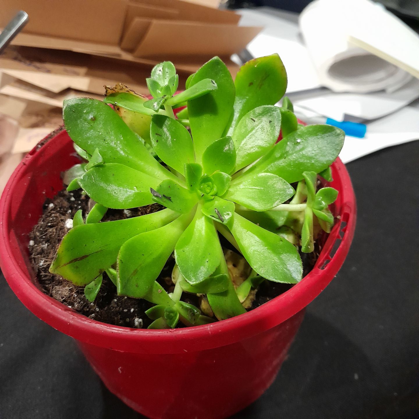 Customer photo review of Aeonium Bronze Medal