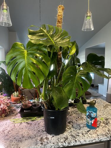 Customer photo of The Original Bendable Coir Pole™ - Best Seller (Tape Included) from Nicole W.