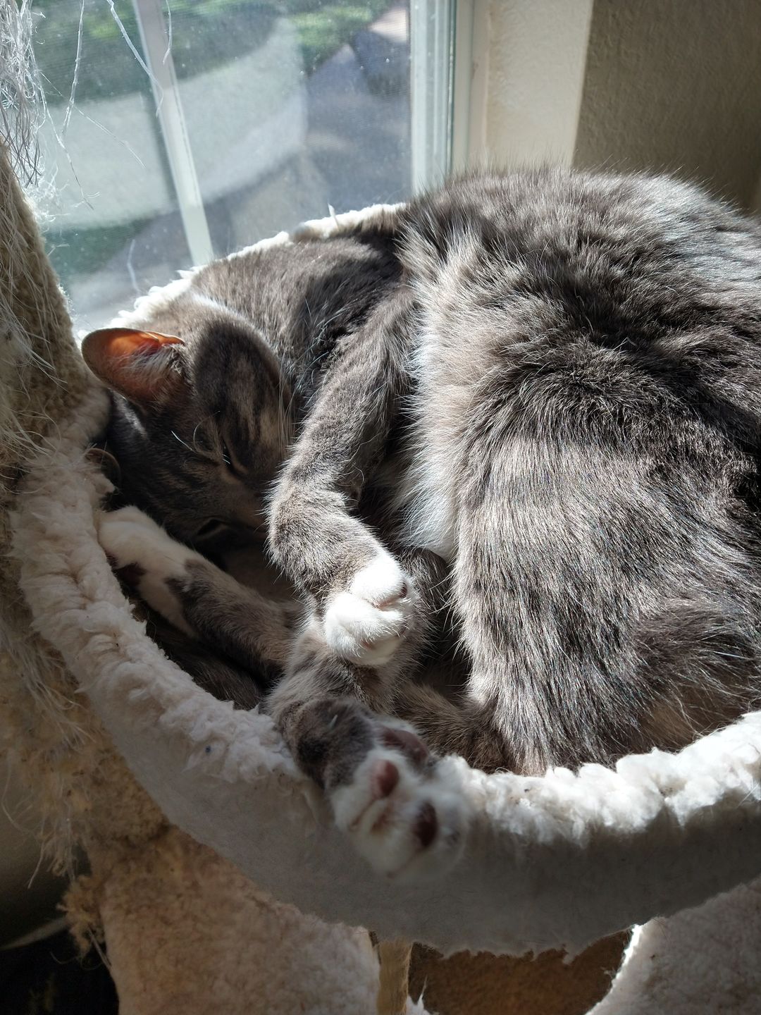 Customer photo review of Royal Canin Veterinary Diet - Urinary SO + Calm Dry Cat Food