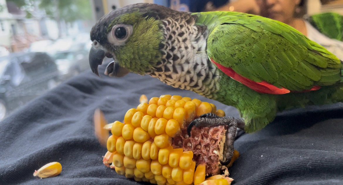 Customer photo review of Drilled Corn Chunks - 5 Pack