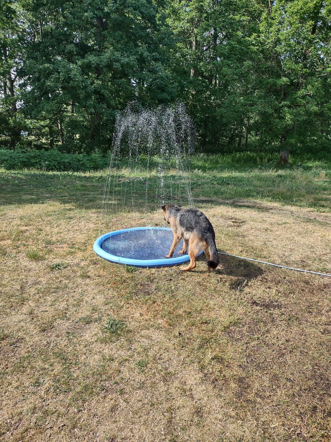 Customer photo review of Sprinkler Wasserspielmatte für Hunde