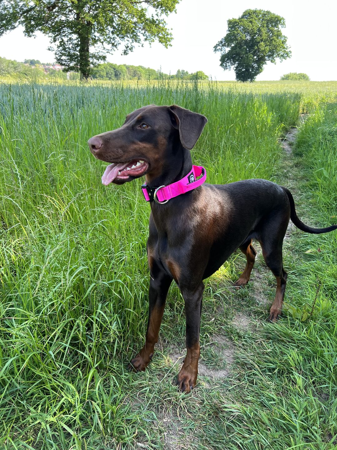 Customer photo review of 4cm Combat® Collar | With Handle & Rated Clip - Magenta v2.0