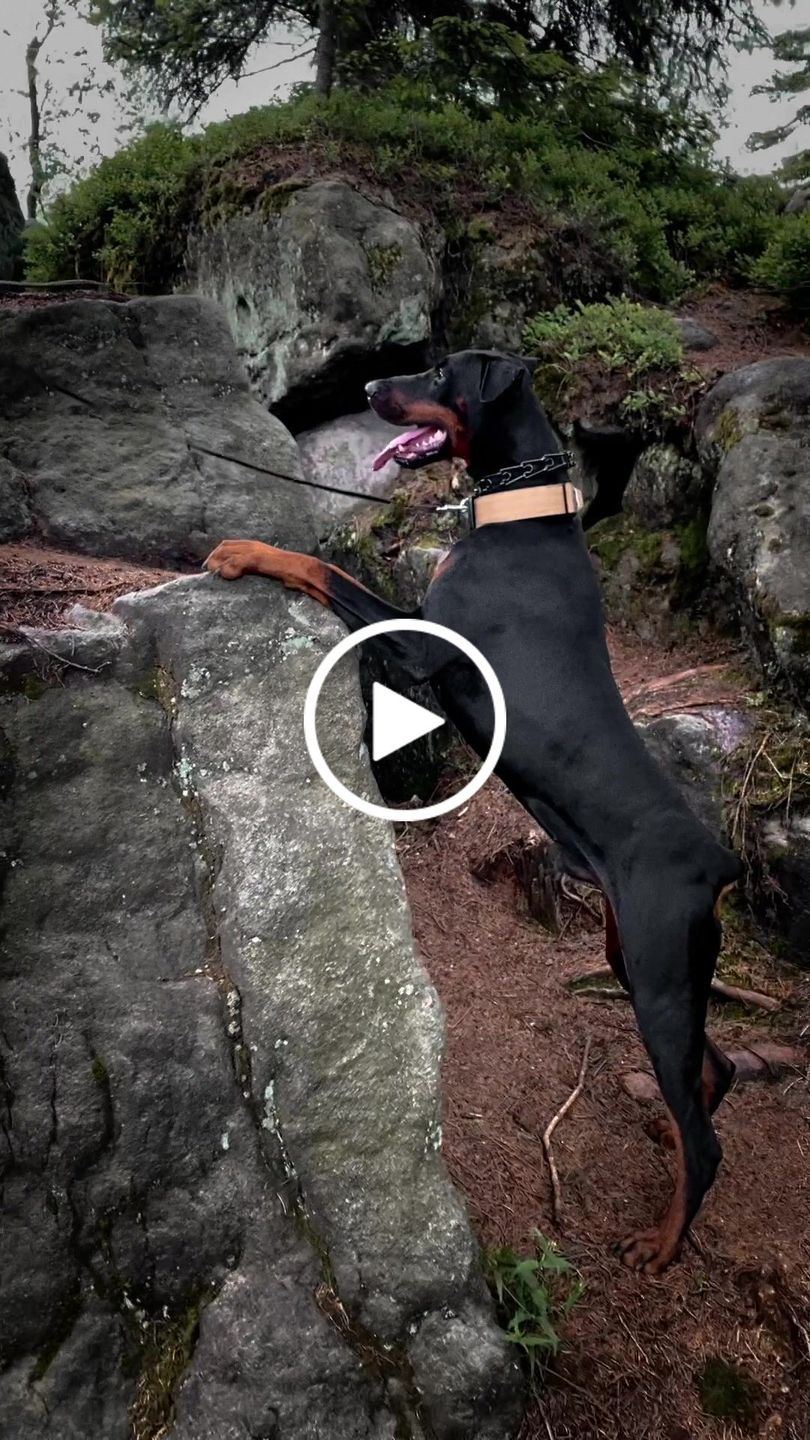 Customer video review of 5cm Combat® Collar | With Handle & Rated Clip - Military Tan v2.0