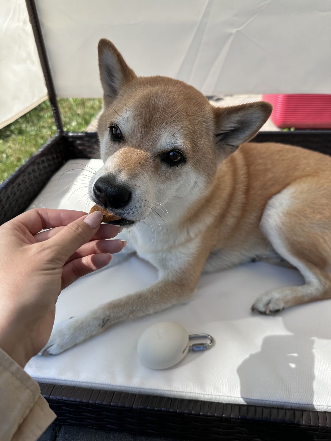 Customer photo review of TREAT POUCH