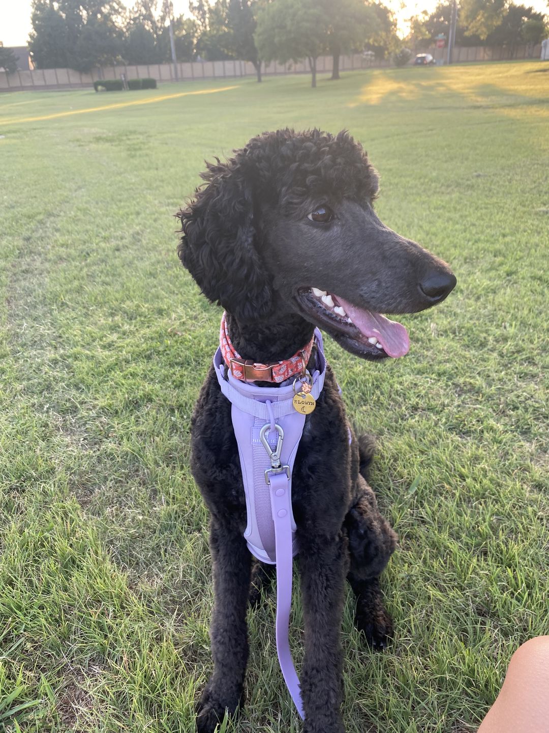 Customer photo review of Hand Stamped Pet ID Tag