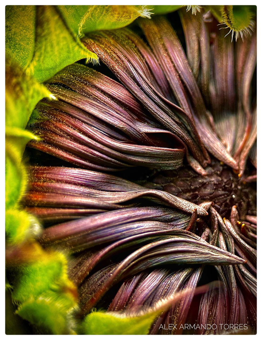 Customer photo review of Pro Series - Macro Lens