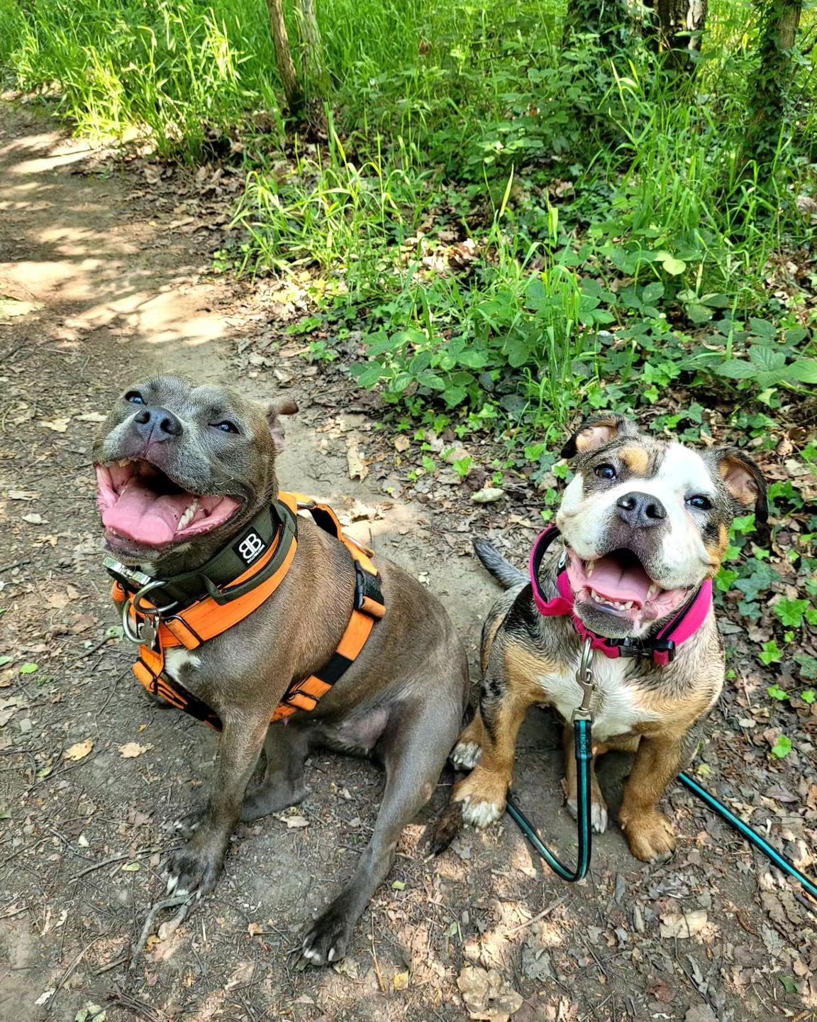 Customer photo review of 4cm Combat® Collar | With Handle & Rated Clip - Magenta v2.0