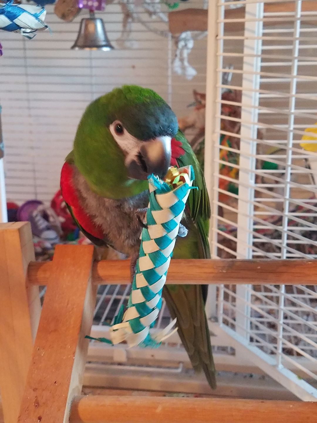 Customer photo review of Bamboo Firecrackers by Cheep Thrills Bird Toys