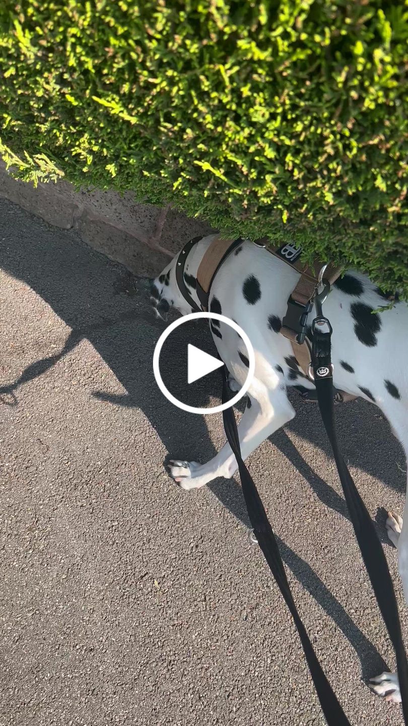 Customer video review of Double Ended Training Lead | All Breeds - Durable & Soft 2m Lead - Black