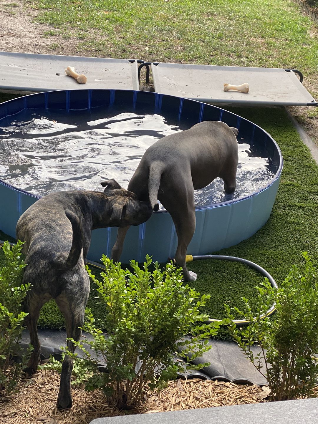 Customer photo review of NEW Pop-Up Foldable Outdoor Dog Bath & Swimming Pool With Side Drain (+FREE POOL COVER!)