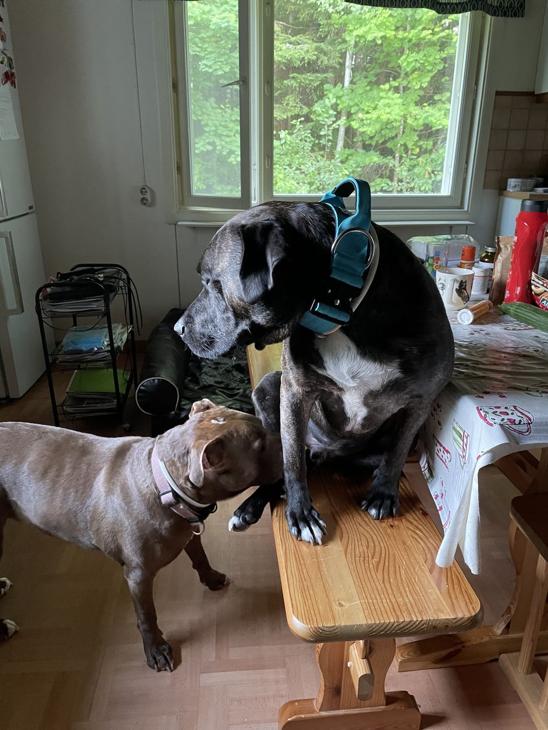 Customer photo review of 5cm Combat® Collar | With Handle & Rated Clip - Light Blue v2.0