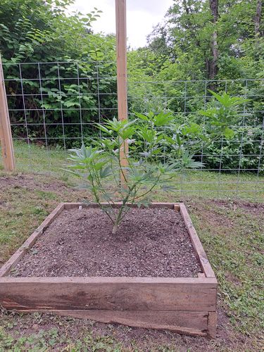 undefined review of Gaia Green Organic All Purpose Fertilizer 4-4-4 image 1 out of 1