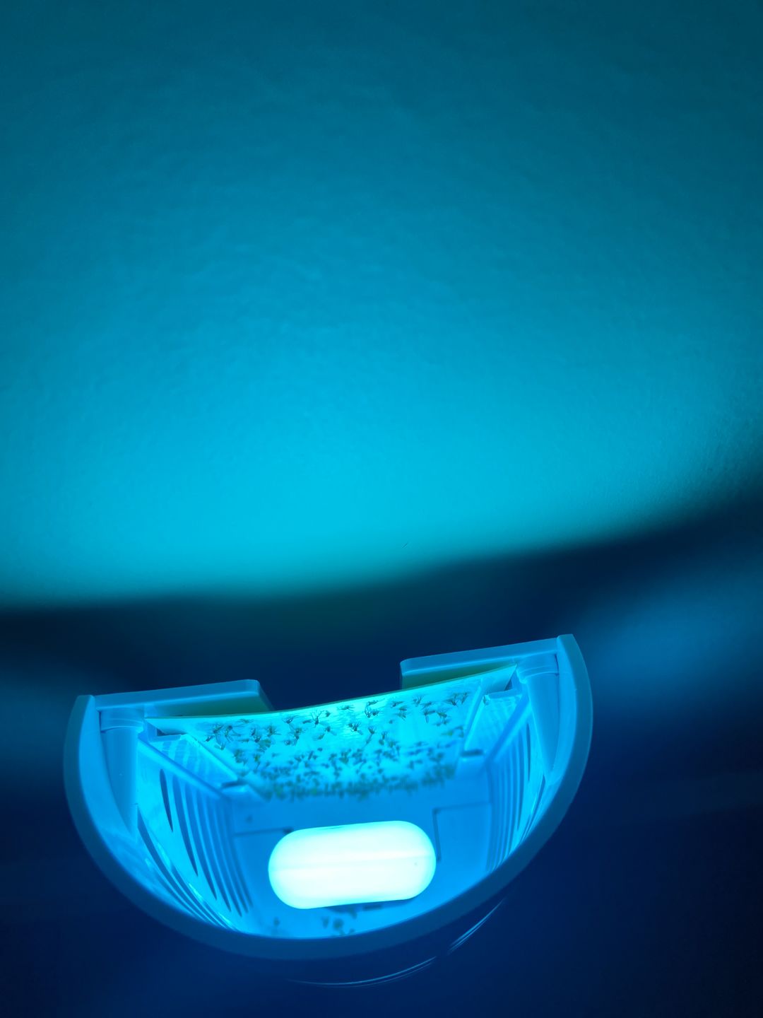 Customer photo review of Shieldeck® BuzzTrap - Plug-In Indoor Insect Smart UV Trap