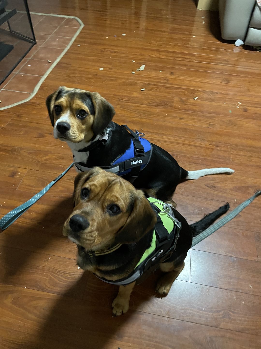 Customer photo review of Safety No Pull Dog Harness