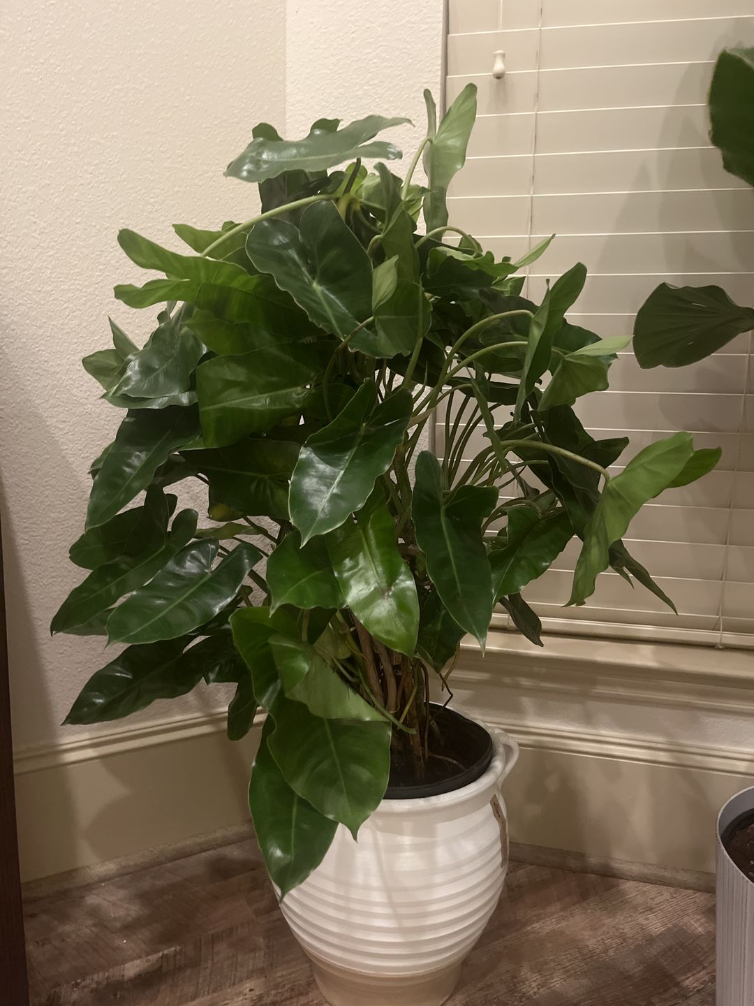 Customer photo review of Philodendron Burle Marx, Live Climbing Plant Vine