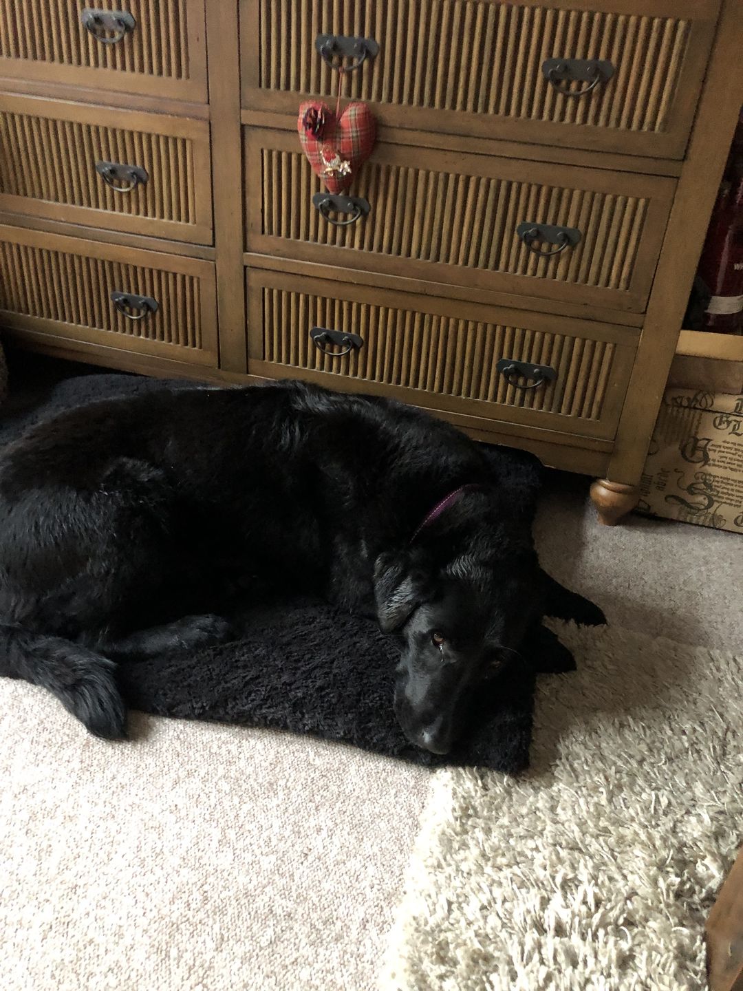 Customer photo review of Luxury Dog Towel
