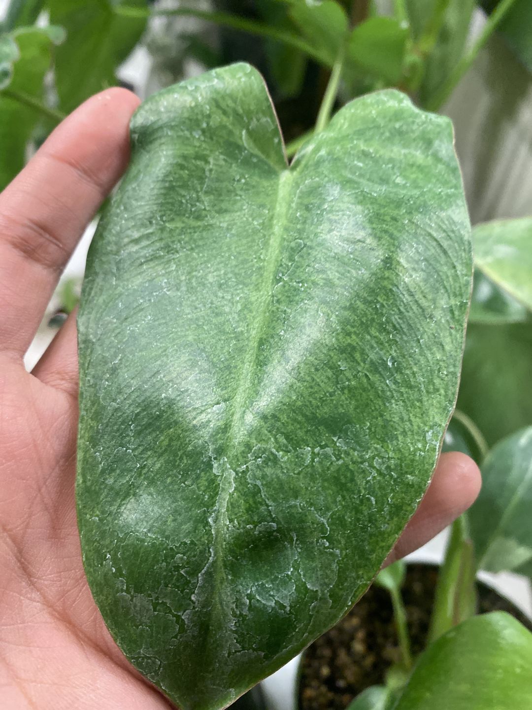 Customer photo review of Philodendron 'Paraiso Verde'
