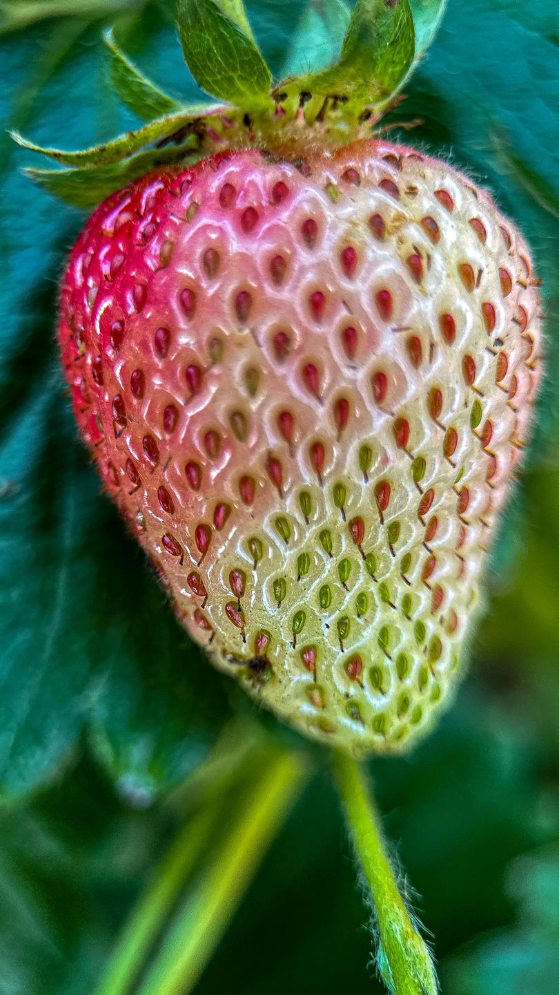 Customer photo review of Pro Series - Macro Lens