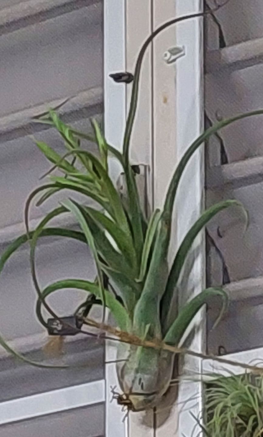 Customer photo review of Long John (pseudobaileyi x intermedia)