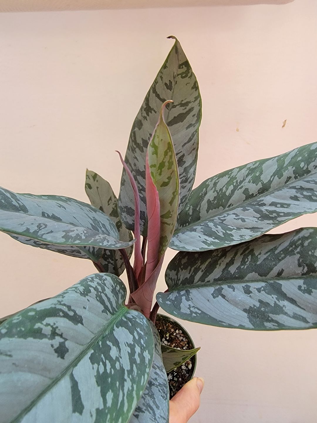Customer photo review of Apoballis acuminatissima 'Lavallaei'