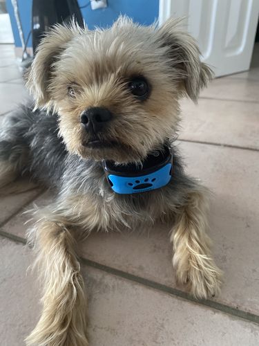 Customer photo review of Collier Anti Aboiement PuppySafe